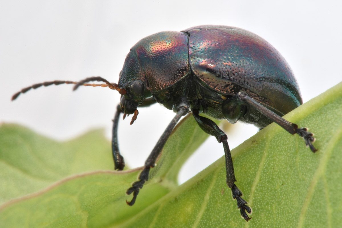 Chrysomelidae:  Colasposoma dauricum